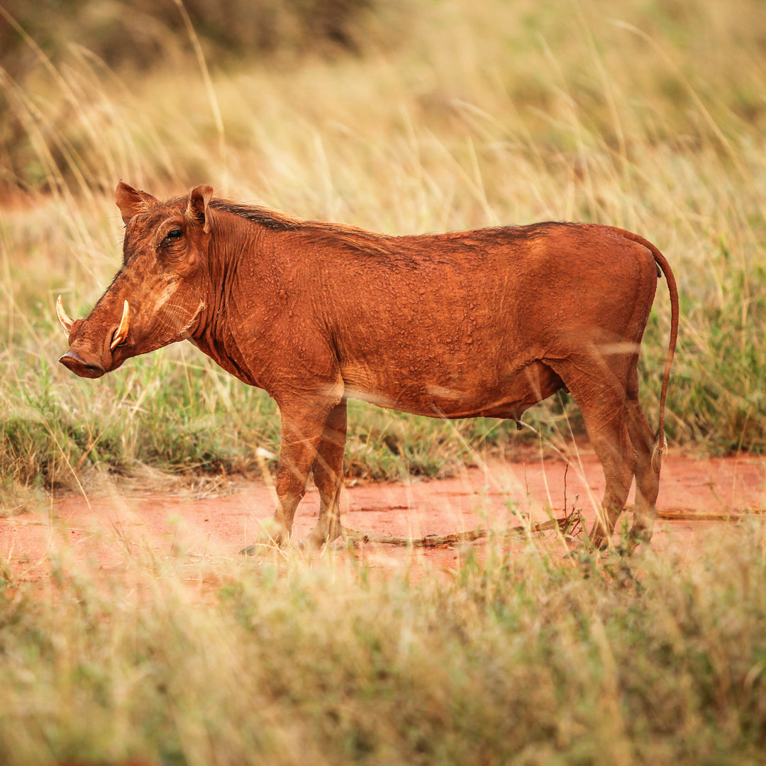 Desert Warthog