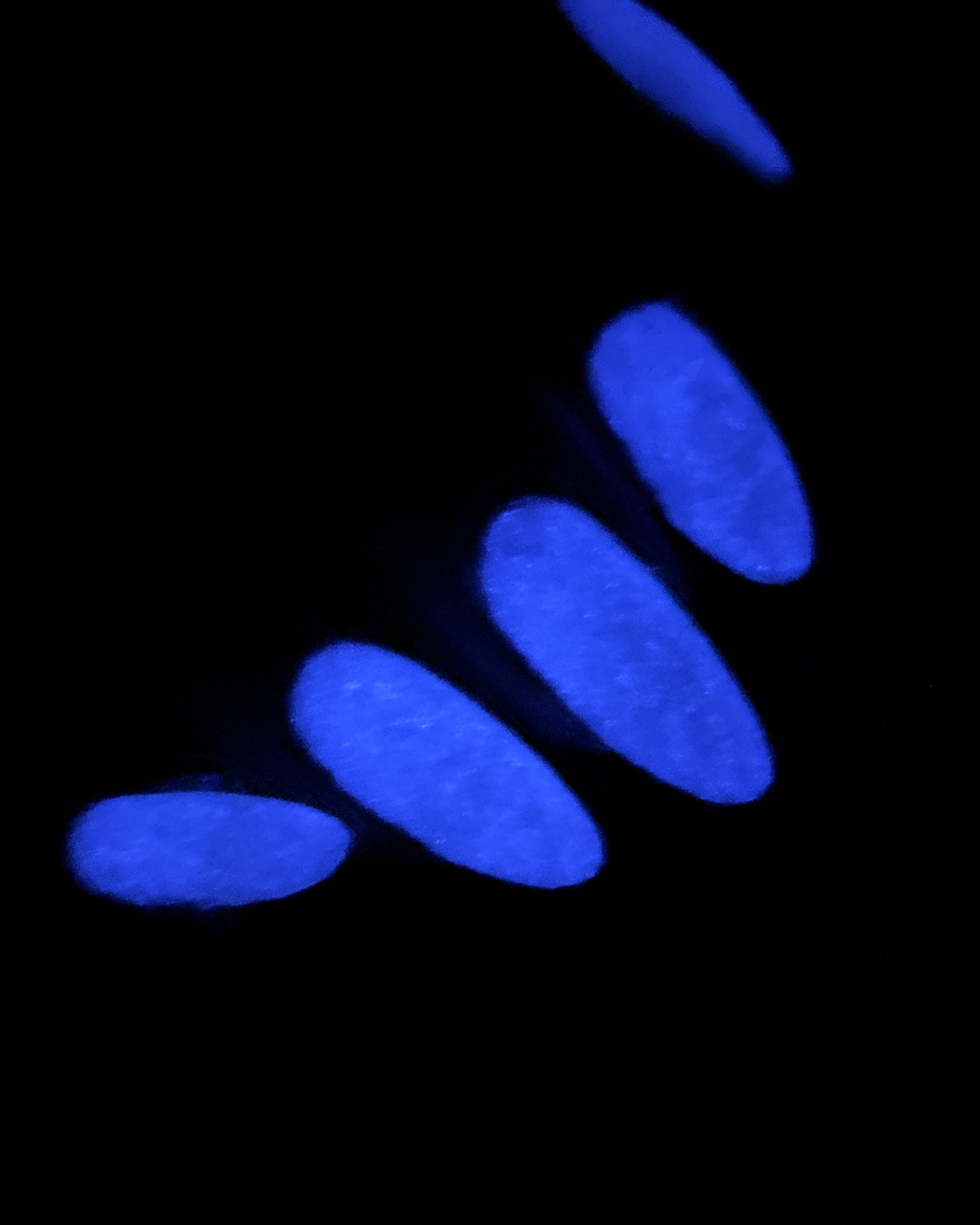 Carnations in Bloom (UV Reactive and Glow in the Dark)