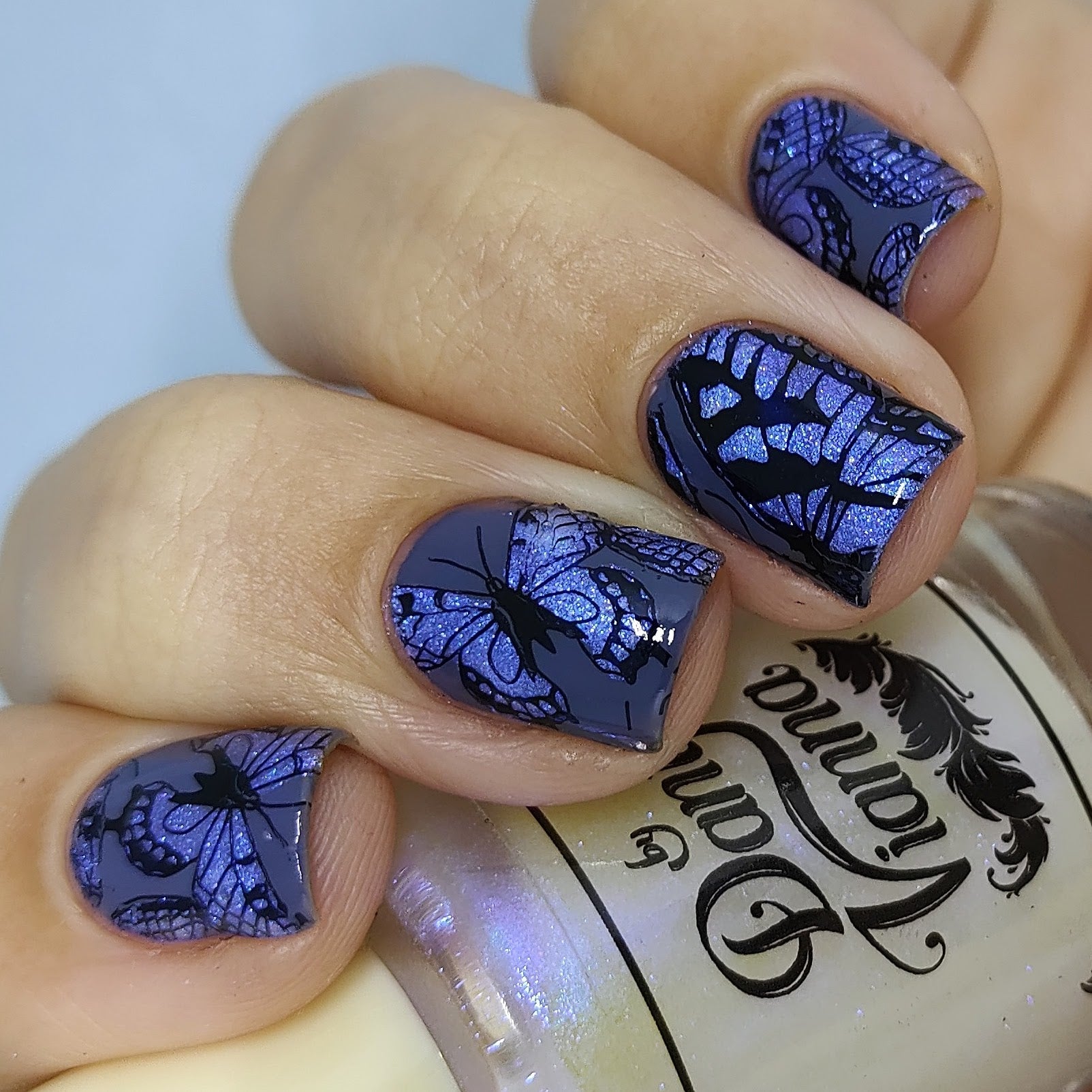 Blue Morpho