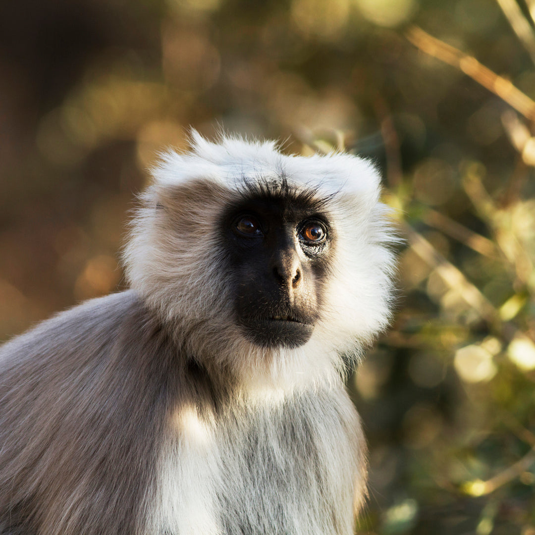 Terai Grey Langur