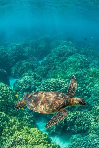 Like Turtley Awesome