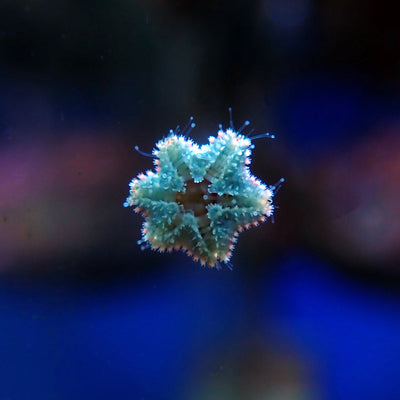 Asterina Sea Star (Topper) by Dimension Nails, macro close-up of star-shaped large-particle flakes shifting from aqua teal to icy silver