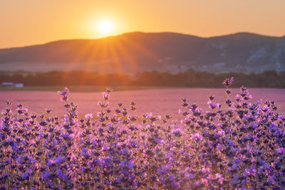 Lavender Sunset