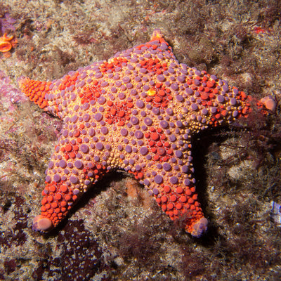 Firebrick Starfish (Topper) by Dimension Nails, orange-pink multichrome shimmer topper inspired by vivid firebrick red and purple-mauve tones of the namesake starfish, swatched on nails