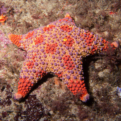 Firebrick Starfish (Topper)