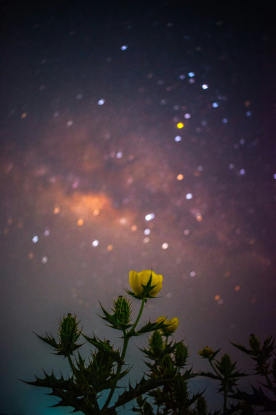Fall Skies