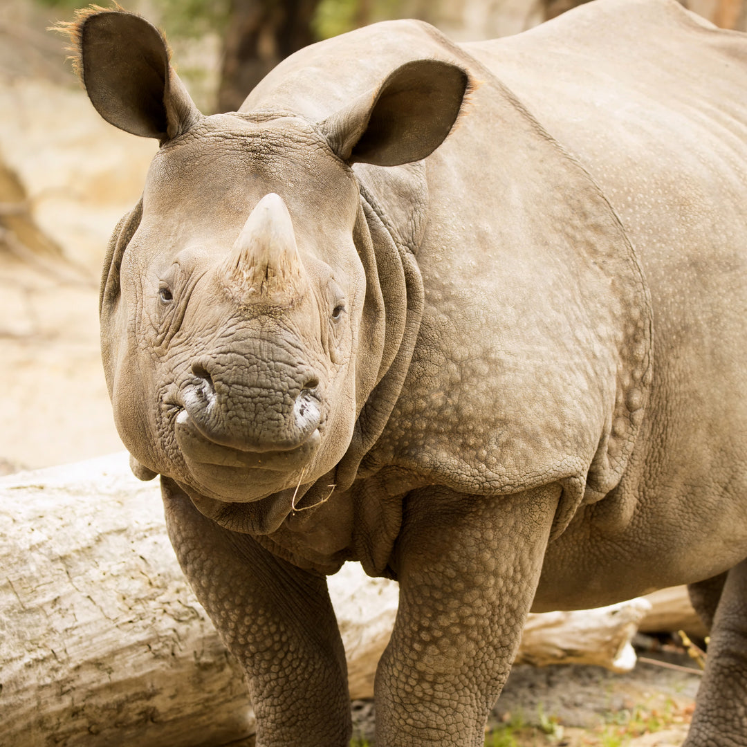 Indian Rhino