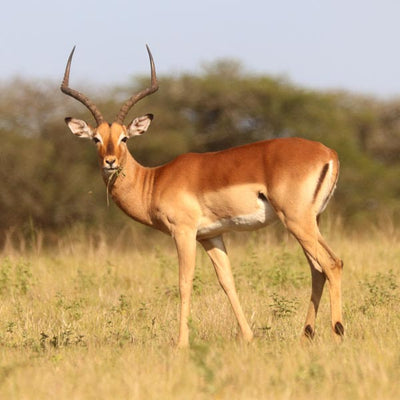 Impala