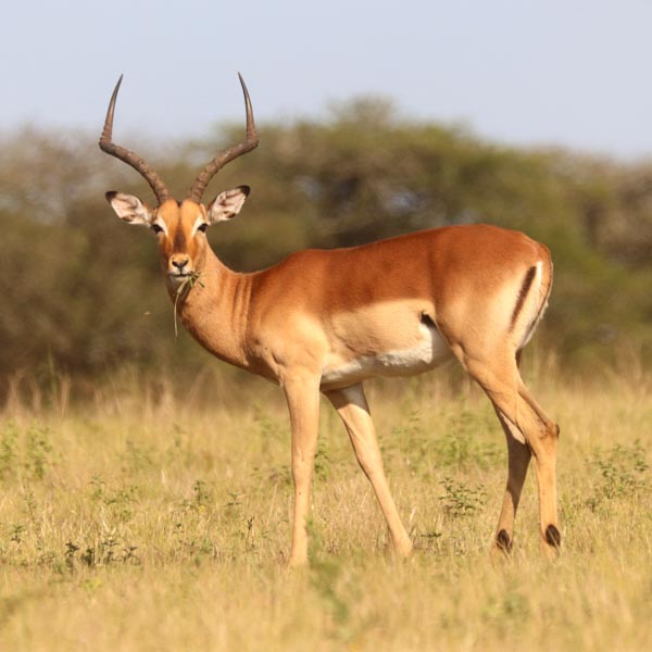 Impala