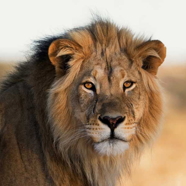 Dimension Nails - African Savanna - African Lion