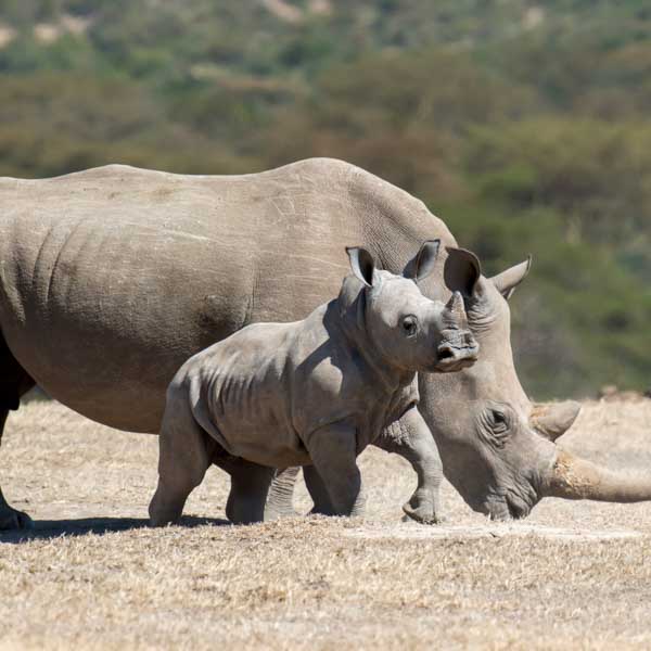 Dimension Nails - African Savanna - White Rhino