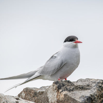 Arctic Tern
