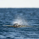 Dimension Nails - The Arctic Collection - Narwhal