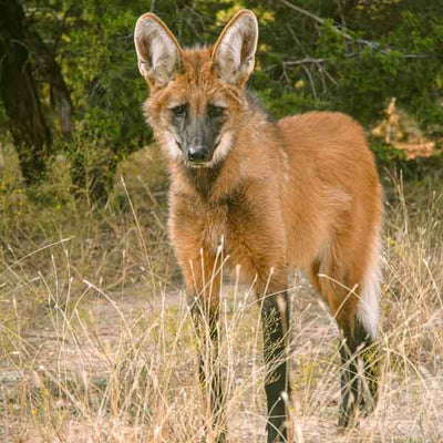 Maned Wolf by Dimension Nails, Argentine Pampas Collection inspiration shot showing a maned wolf in daylight savanna setting, in lifestyle setting