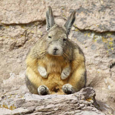 Viscacha by Dimension Nails, Argentine Pampas Collection inspiration, swatched on nails