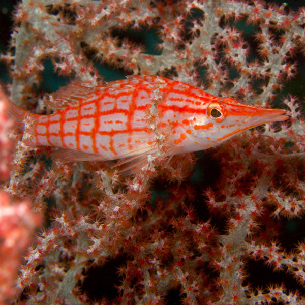 Dimension Nails - The Great Barrier Reef - Longnose Hawkfish