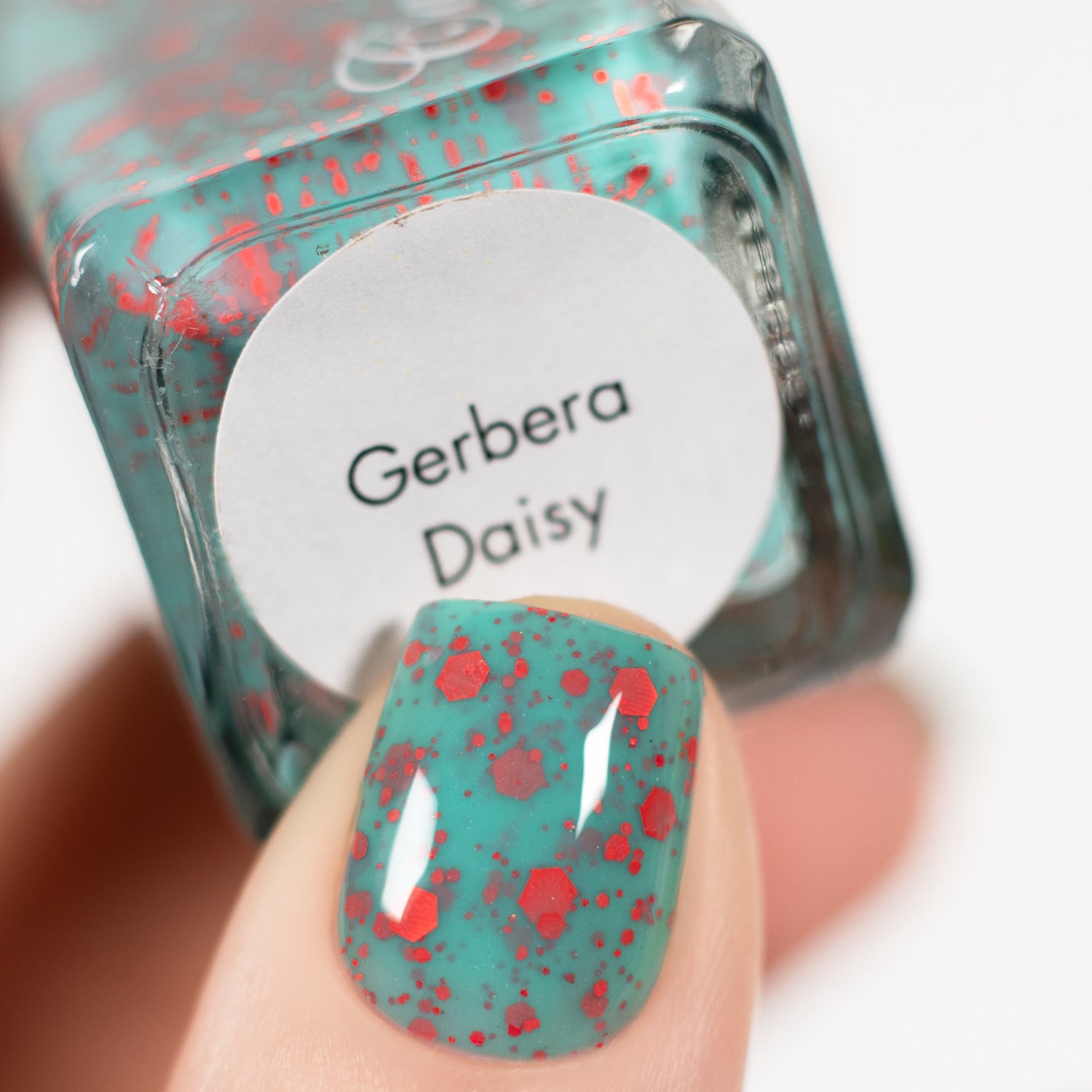 Gerbera Daisy