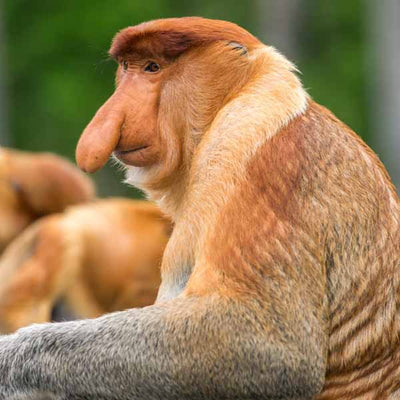 Proboscis Monkey