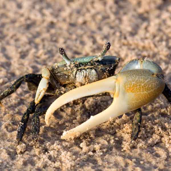 Dimension Nails - Mangrove Swamp - Fiddler Crab