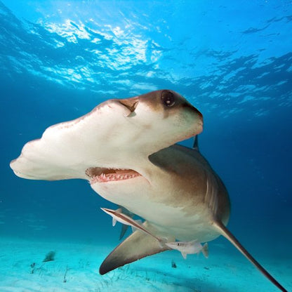 Hammerhead Shark