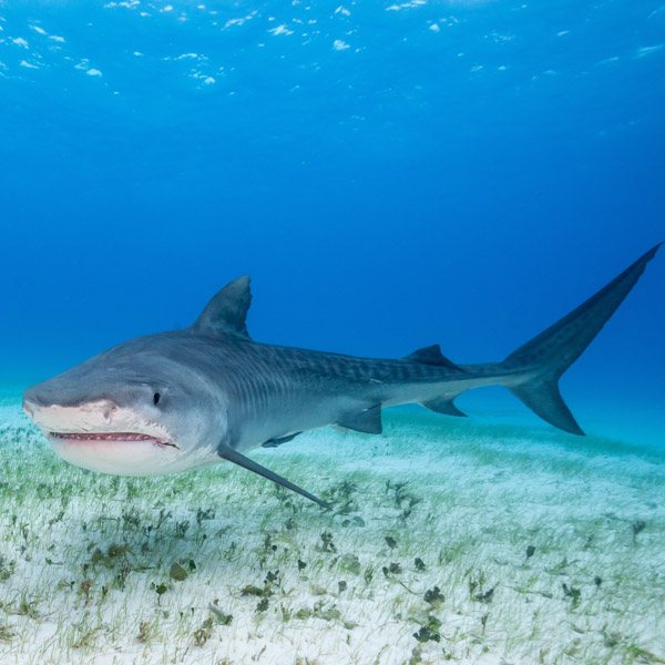 Tiger Shark