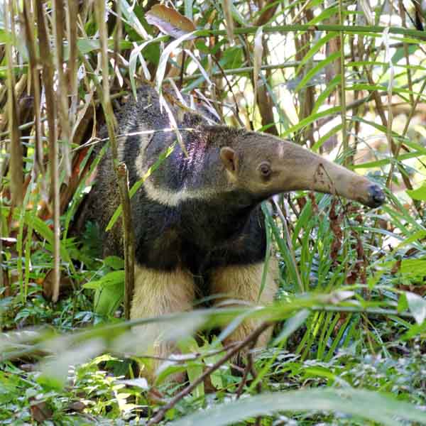 Anteater