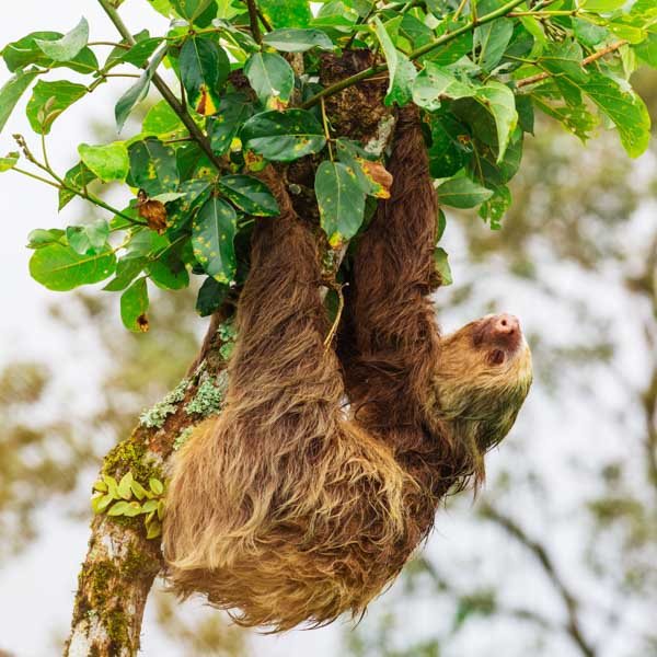 Dimension Nails - The Rainforest Collection - Pygmy Sloth